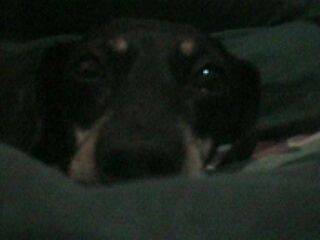 mitzy7.jpg (18367 bytes)